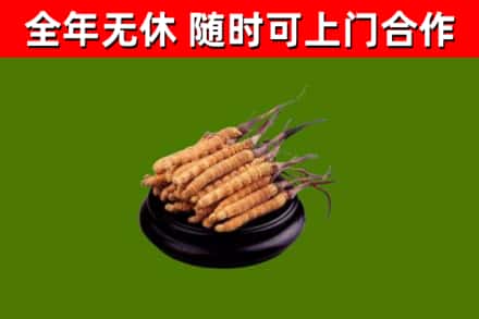 南岳区回收散虫草